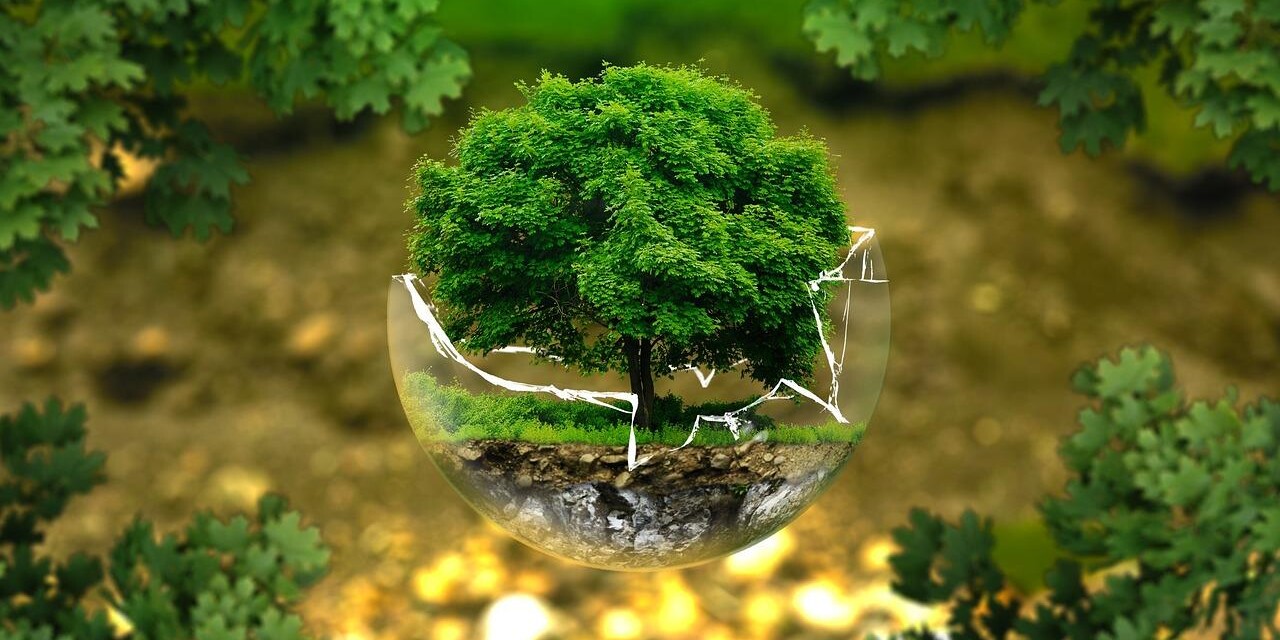 Ein kleiner Baum in einer zerbrochenen Glaskugel vor einem Hintergrund mit Wald und Eichenblättern.